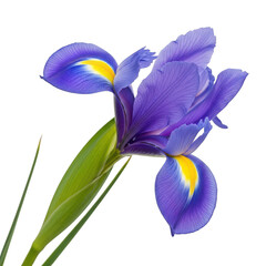 Delicate purple iris in full bloom isolated on transparent background © Sejjil
