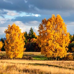 Sunlit golden birches stand in a grassy field under a cloudy sky in a colorful autumnal landscape