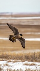 tucked. Peregrine falcon in a steep dive over a snowy field with motion blur in background. wildlife magazines, conservation campaigns, designed for wildlife conservation campaigns.
