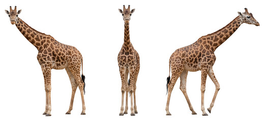 African giraffe isolated on transparent background © Trixy