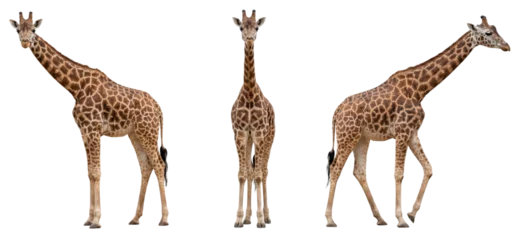 Selbstklebende Fototapeten Giraffe African giraffe isolated on transparent background  © Trixy