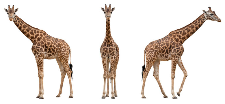 African giraffe isolated on transparent background