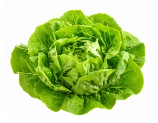 Fototapeta premium Grüner Salatkopf isoliert