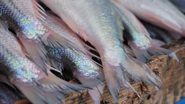 Dead fish carcasses washed ashore along a rocky, muddy shoreline after an outgoing tide in a coastal environment.