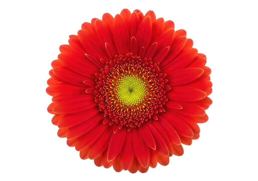 Red gerbera daisy flower close-up red flower yellow center isolated on a transparent background