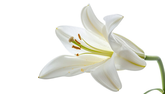 Elegant White Lily Flower Isolated on Transparent Background Close-Up Macro Shot for Floral Designs and Springtime Celebrations Botanical Stock Image
