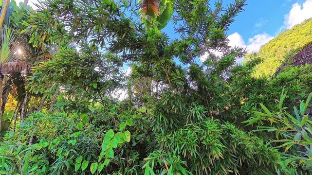 Hummingbirds in flight, purple-throated carib, species Eulampis jugularis. Wings blurring, passing through dense green bamboo and tropical vegetation under a clear blue sky, showing the vibrant