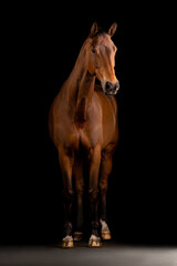 Obraz premium Beautiful bay horse on a black background