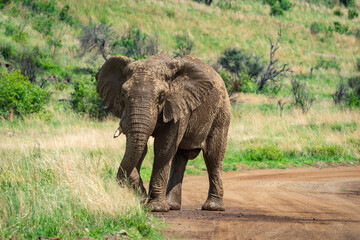 Obraz premium Large African elephant with mud-caked skin walking confidently along a dirt road surrounded by tall grass and lush savanna vegetation. Captured in natural daylight, this image is perfect for themes