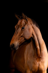 Obraz premium Beautiful bay horse on a black background