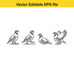 Fototapeta premium Quail birds in various poses vector editable illustration