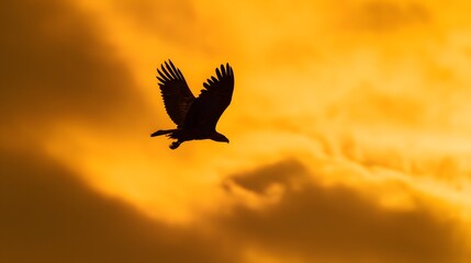 Fototapeta premium Majestic eagle silhouette soars against a vibrant sunset sky inspiring freedom and breathtaking natural beauty
