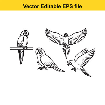  Four parrots in various poses on white background