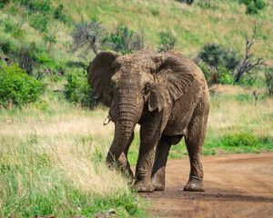 Fototapeta premium Large African elephant with mud-caked skin walking confidently along a dirt road surrounded by tall grass and lush savanna vegetation. Captured in natural daylight, this image is perfect for themes