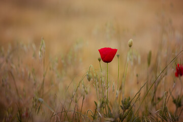 Single red poppy flower with soft natural background
