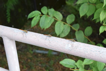 Three dragonflies on the handrail