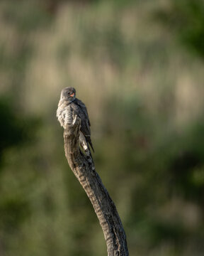 Common cuckoo with sleek grey plumage and barred underparts perched on a sunlit tree stump, looking out over a blurred green background. Captured in warm natural light, this image is ideal for use in