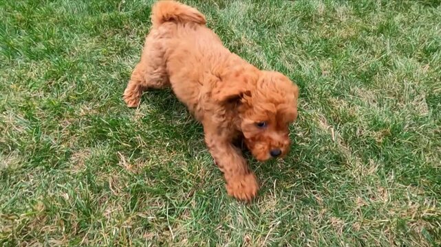Playful toy poodle puppy rolling on back then getting up and walking on green grass, small dog sniffing ground then lying down to roll over again before sitting and scratching body