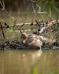 Pair of little grebes resting at the edge of a nest made of twigs and aquatic vegetation in shallow water. Their distinctive chestnut and dark plumage is captured in soft light, ideal for use in © Robert