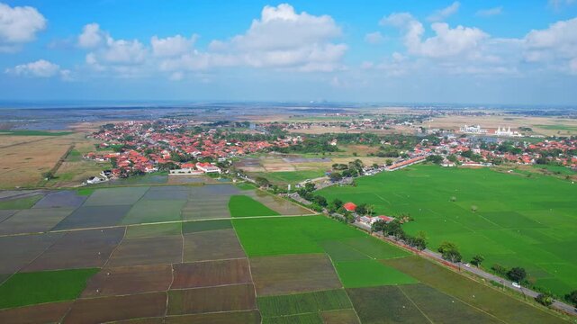 Aerial drone footage of green, yellowish and muddy endless rice field plain, with other agricultural fields, a local village with white mosque, in Pontang area, Serang regency, Java island, Indonesia
