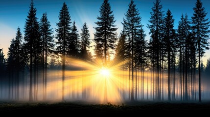 Misty forest sunrise with tall pine trees