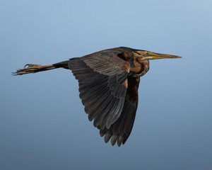 Obraz premium Clean wildlife photograph of a purple heron in flight captured against a smooth blue sky background. The large wading bird is shown in profile with wings extended, long neck stretched forward and