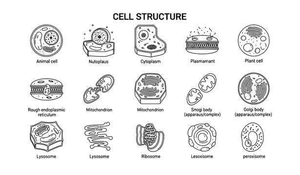 Biology cell structure icons vector editable stroke scientific organelle symbols