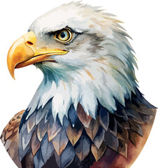Obraz premium American Eagle Portrait Bird Watercolor Vector Illustration