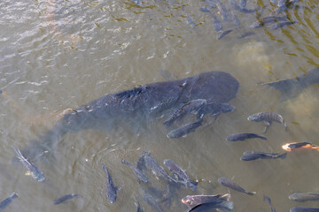 Fototapeta premium large fish surrounded by school of smaller fish in murky pond at The Million Years Stone Park Pattaya Thailand