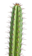 Up close detailed vertical view of a vibrant green columnar cactus stem with sharp reddish brown spines on transparent background