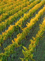 Vineyard rows in the Los Carneros (Carneros) wine region near the Napa&ETH;Sonoma county line, California, USA, at golden hour in November 2025.