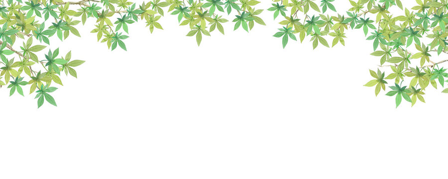 Elegant watercolor green maple branch corner header for Japanese summer-300dpi-	