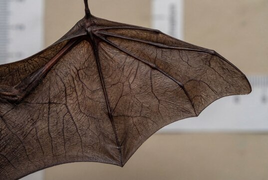 Detailed close-up of the wing membrane of a large flying fox bat (Pteropus vampyrus), showing anatomical structure and texture. Suitable for biology education, zoology studies