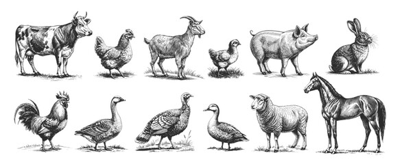 Set of vintage hand-drawn vector illustrations of farm animals including horse, cow, goat, sheep, pig, rabbit, chicken, rooster, goose and turkey.