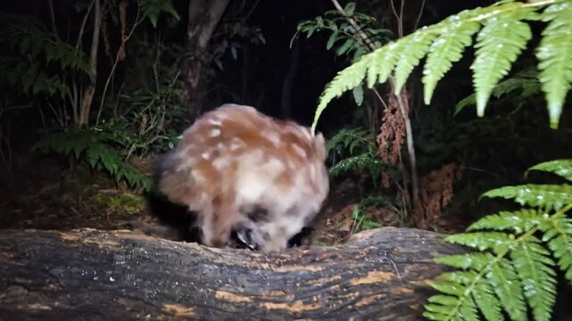 Eastern Quoll Scurries on a Log in the Australian Bush