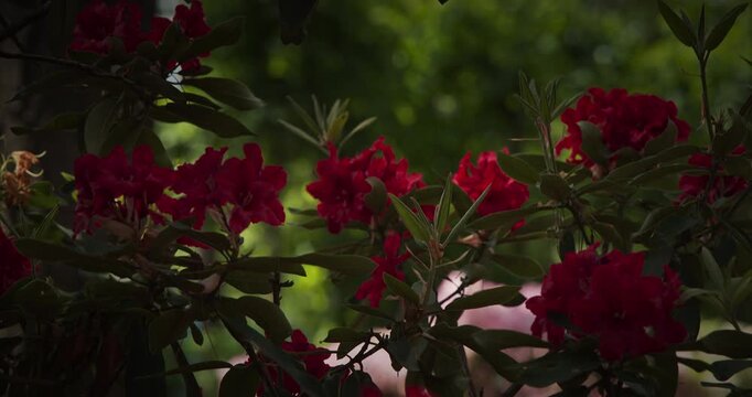 Close-up of Red Rhododendron Petals Glowing in the Sun