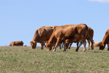 Herd of brown cows grazing peacefully on a grassy hill under a clear blue sky