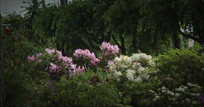 Charming Pink and White Flowers Amidst Green Foliage
