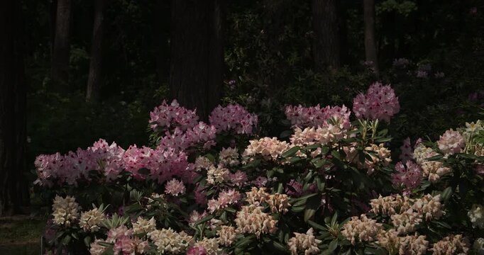 Lush Blooming Rhododendrons Surrounded by Tall Trees
