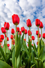 red tulips under blue sky © Patrick Herzberg