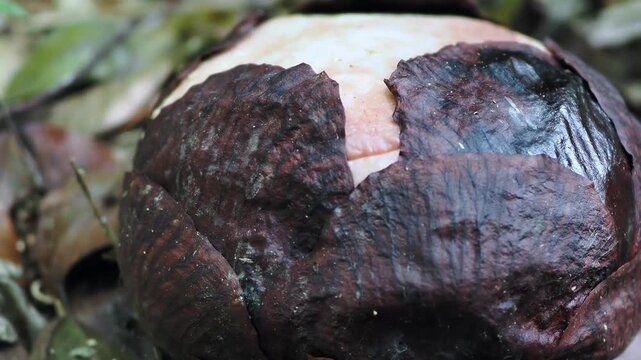 Rafflesia kerrii  flowers are beginning to bloom.this flowering plant has  the largest flowers in the world and is found in Khao Sok, Surat Thani Province.