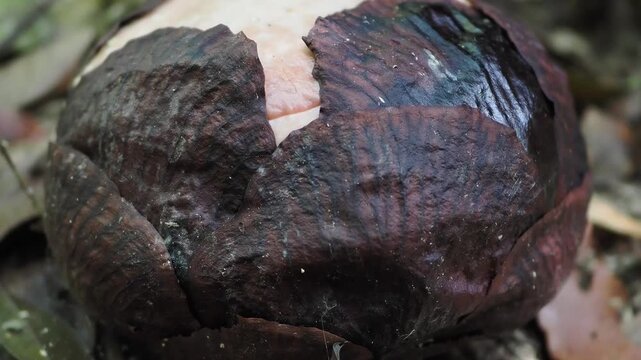 Rafflesia kerrii  flowers are beginning to bloom.this flowering plant has  the largest flowers in the world and is found in Khao Sok, Surat Thani Province.