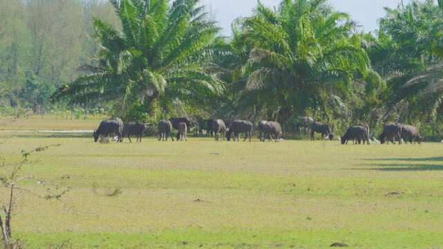 Thai buffaloes or water buffaloes graze on a palm grove in Thailand, Koh Kho Khao island panorama. High quality 4k footage