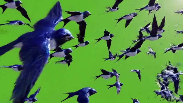 Green Screen a flock of swallows flying freely group birds made in 3d scene 2 with distortion, overlay, glitch, static noise, scan lines on black background, 4k animated video loop