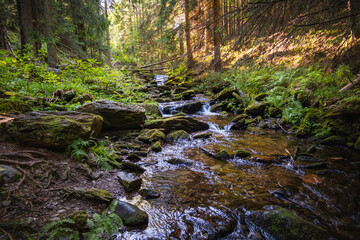 Obraz premium Calm Forest Creek, Gentle Rocky Creek Meandering Through Woods With Sunlight Filtering Through Trees