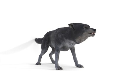 Fototapeta premium gray wolf animation on white background