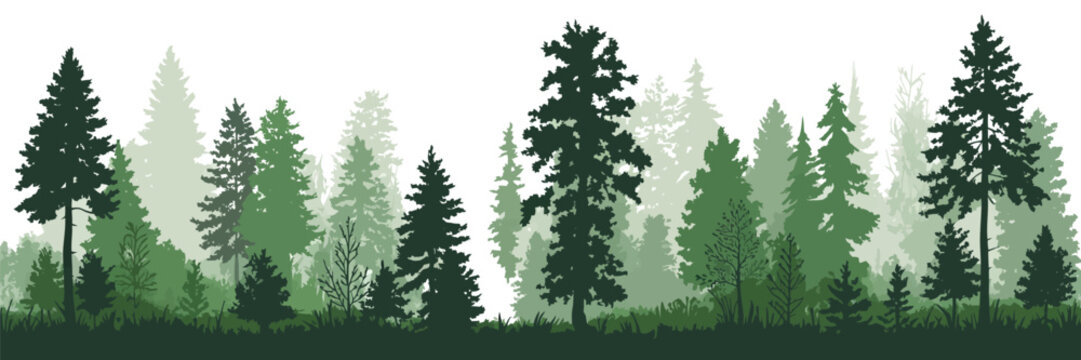 Forest Silhouette Trees Vector Illustration Set with Evergreen Coniferous Pines, Fir Trees, Cedar, Scotch Fir and Christmas Tree Shapes, Each Tree Isolated and Free-Standing