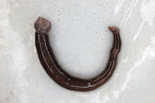 Fish Leech, Piscicola geometra. An external parasite of marine, brackish and freshwater fishes.  A leech on cod, Gadus morhua skin, highly magnified.