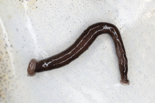 Fish Leech, Piscicola geometra. An external parasite of marine, brackish and freshwater fishes.  A leech on cod, Gadus morhua skin, highly magnified.