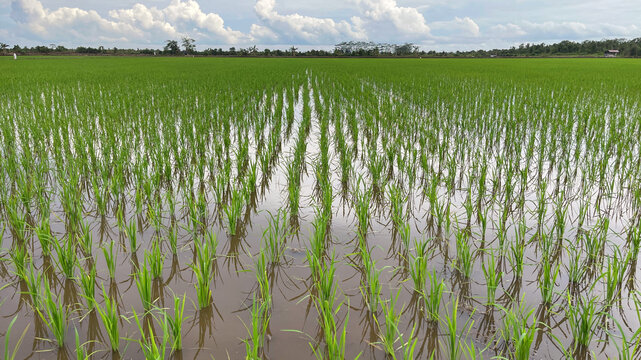 Young rice plants in a flooded paddy field with reflections, green farmland landscape under bright cloudy sky, rural agriculture background with copy space.